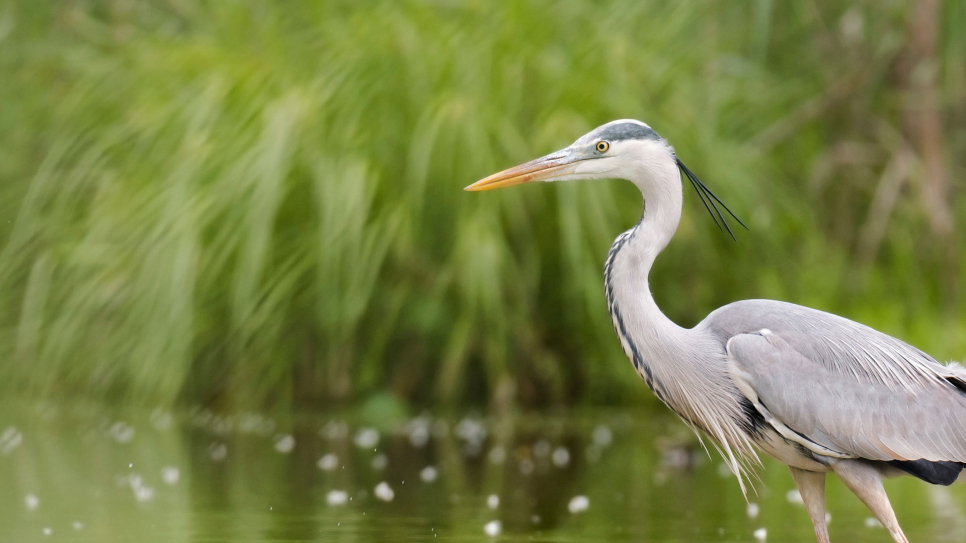 The art of wetland patience: a morning in the Sir Peter Scott Hide